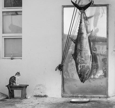 Simone Möhle - Fotoclub Obersulm e.V. - Hunger auf Fisch - Annahme