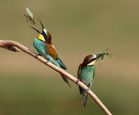 Nagy Lajos - Direktmitglied Baden-Württemberg - Bee eaters with grasshoppers - Urkunde